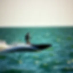 Cabrinha Switchblade 14m in action on the water