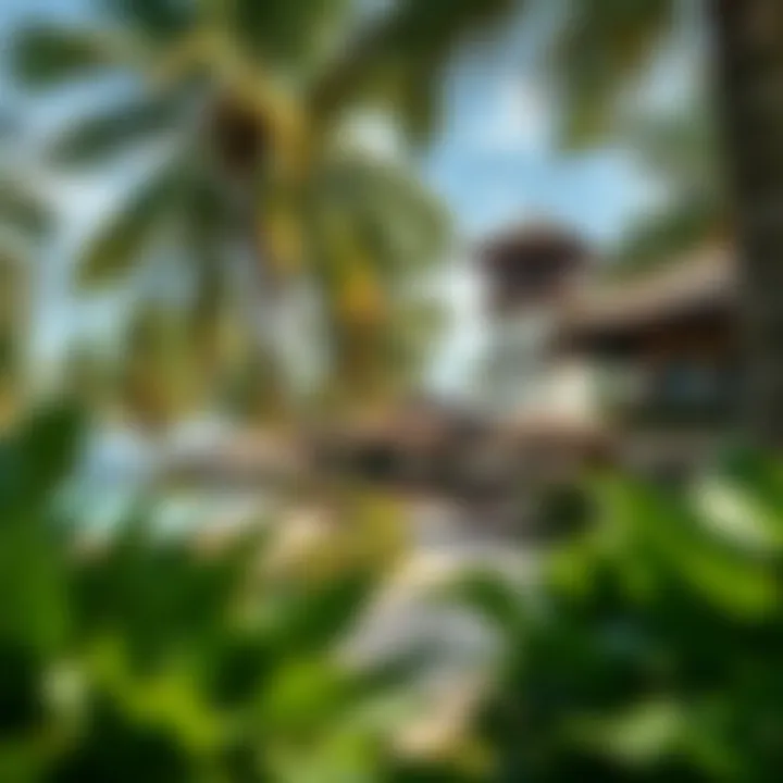 Tropical Paradise at Coconut Hotel Lush tropical surroundings of Coconut Hotel