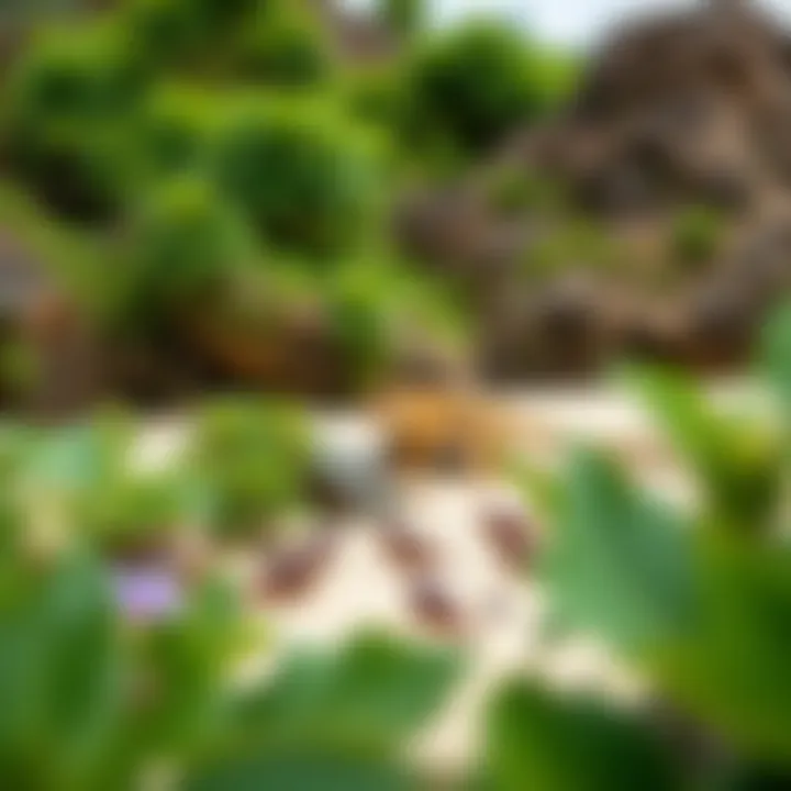 A diverse ecosystem at Tigertail Beach with native flora and fauna