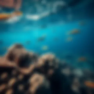 Diverse marine life around the catamaran