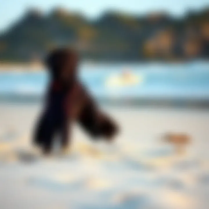 Maintenance Tips for Surf Gloves Longevity Care instructions for 5mm surf gloves on a sandy beach